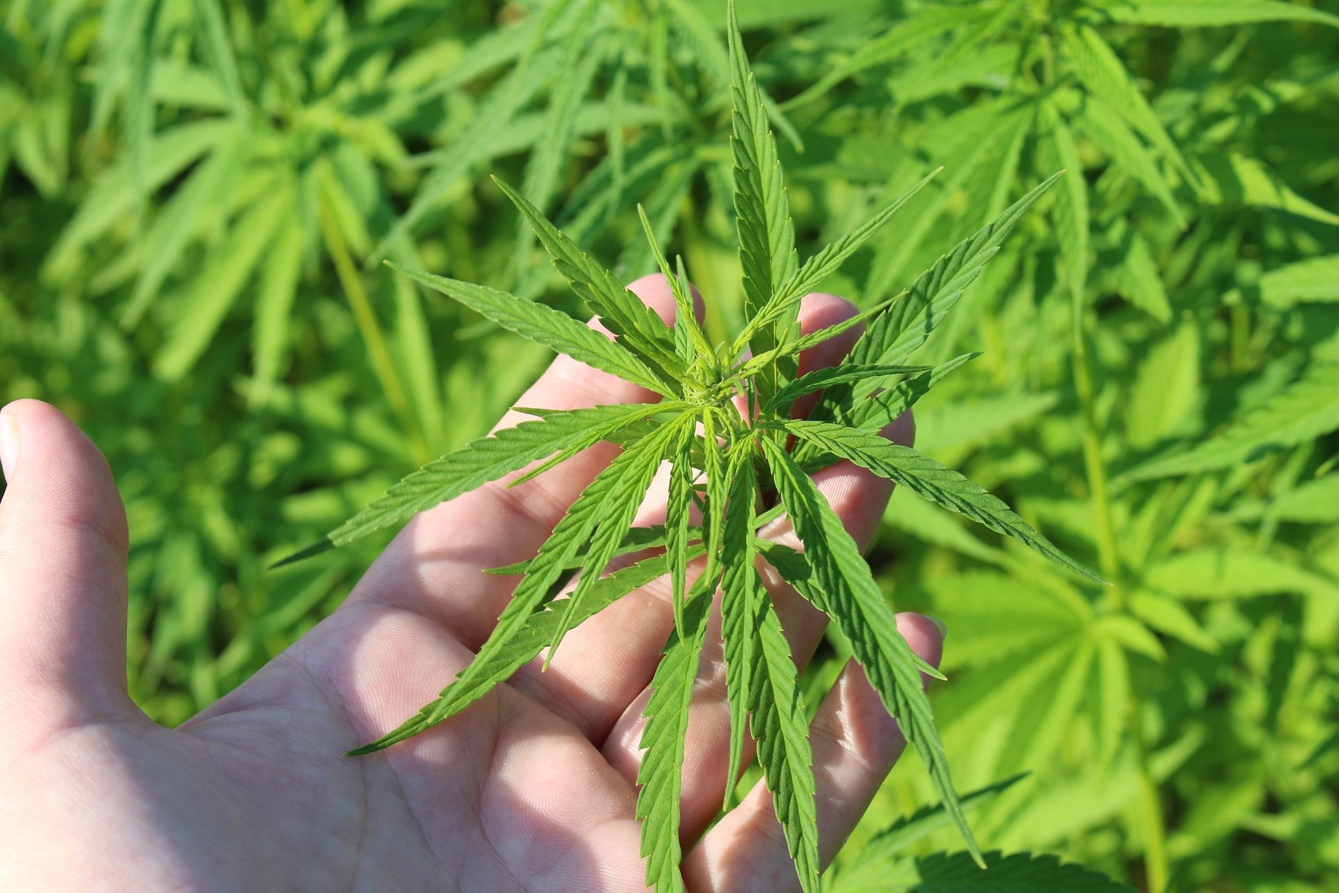 svc1 hemp derived thc secondary